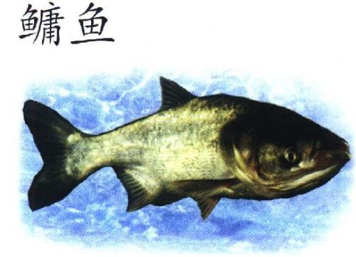 太湖鳙鱼