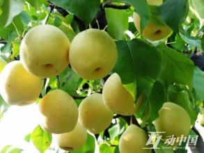 张泾特产翠冠梨 四川理县的黑皮梨是啥品种