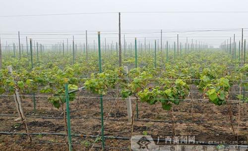 重庆特产水果葡萄有什么 重庆葡萄是一年四季都有吗