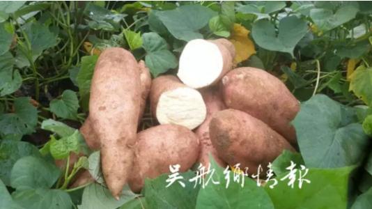 长乐漳县农特产品 定西漳县农副产品有哪些