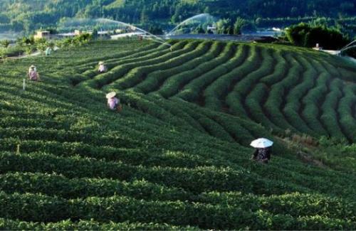 贵州省三都县高洞村特产有哪些 三都特产有哪些品种