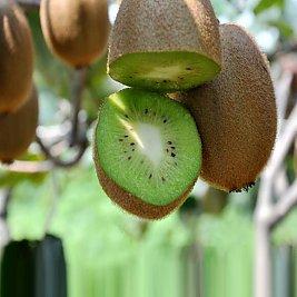 红心猕猴桃是秀山特产吗 哪里红心猕猴桃最好吃又甜
