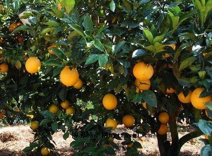 赣南脐橙特产有名的 赣南脐橙最出名的是哪里
