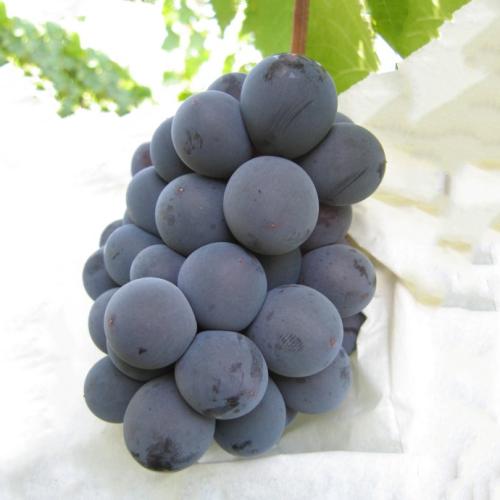 日本特产葡萄品种介绍 日本十大葡萄品种