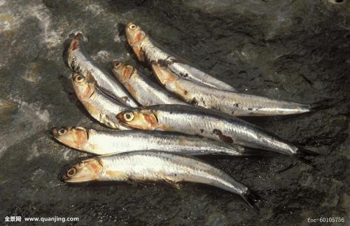 红尾鱼是哪里特产 广州红尾鱼图片
