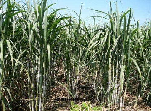家乡特产砍甘蔗 去砍甘蔗吃的全过程
