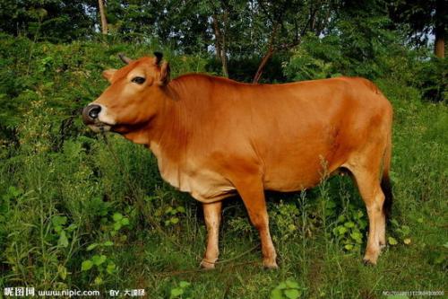 中国最有黄牛的特产 湖南省西门塔黄牛多少钱一斤