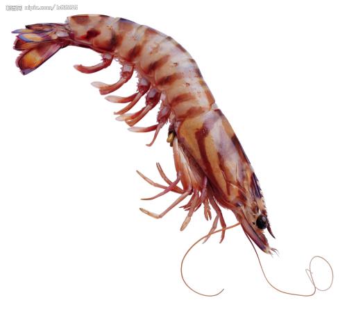 青岛特产海鱼海虾怎么吃 青岛海捕大虾怎么吃