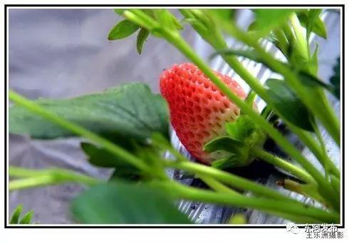 家乡的特产野草莓 广西路边盛产的野草莓叫什么
