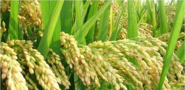 细长大米哪里特产 大米哪里产地最好吃