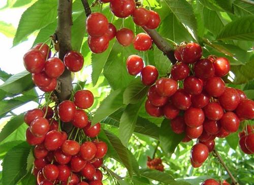 小城特产樱桃品种 中国本地樱桃品种