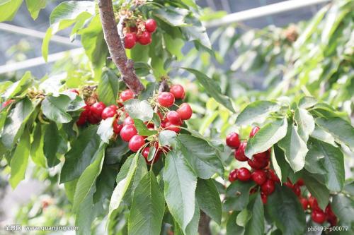 铜川特产大樱桃品种介绍 铜川大樱桃为什么那么贵