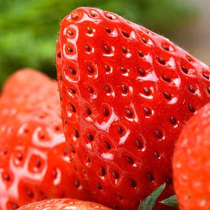 特产草莓的视频 地方特产草莓介绍