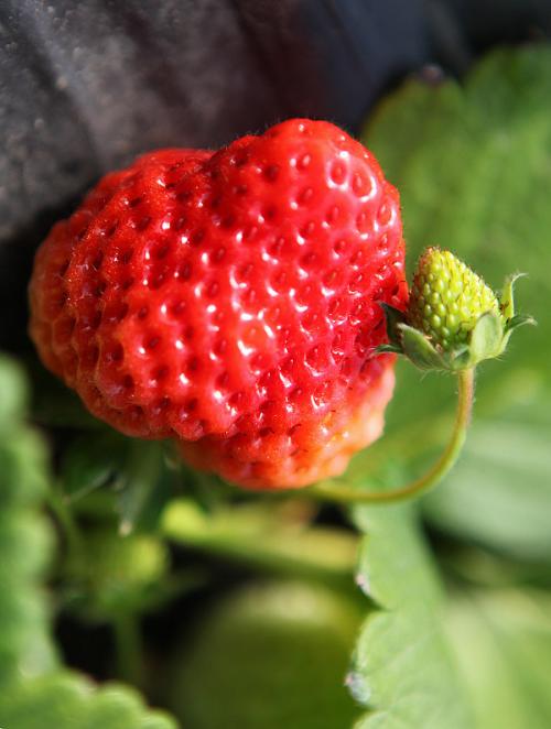 淮南草莓特产 淮南什么水果最好