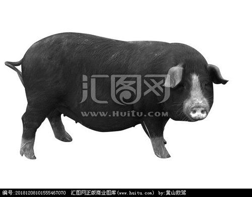 罗代黑猪特产视频 罗代黑猪生产特征
