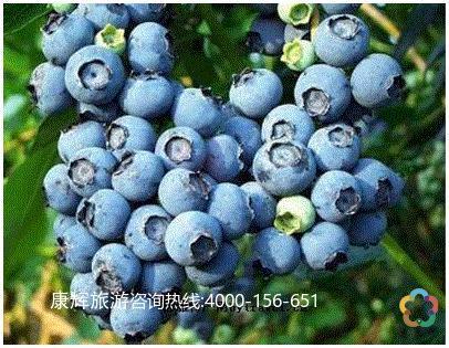 牙克石特产蓝莓 蓝莓几年能结果