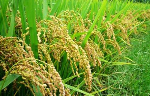 稻米特产排名 中国哪里产的稻米好吃