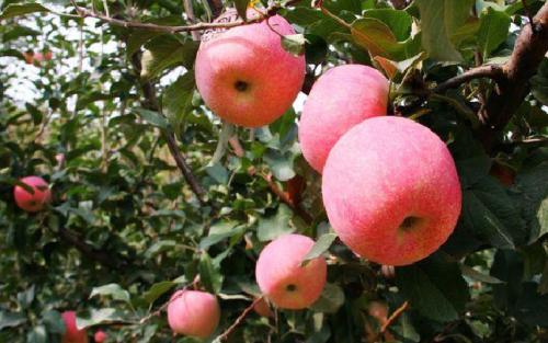苹果十大特产水果 苹果这种水果在广东很常见吗