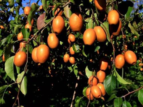 海南椰青特产水果 海南特产热带鲜果