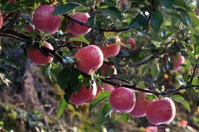 家乡的特产苹果作文400字三门峡 家乡的特产苹果优秀作文