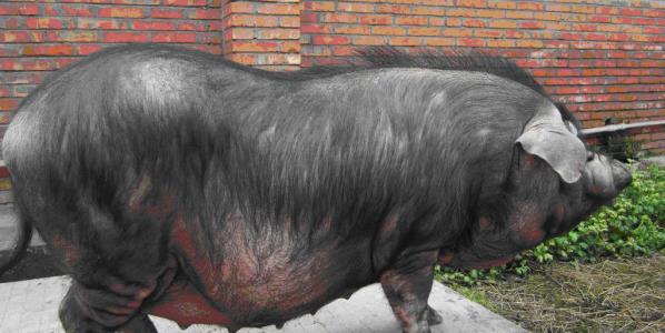 马身黑猪特产图片 霍寿黑猪图片