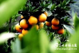 宜昌特产柑橘用英语说 中国柑桔英文怎么说