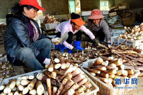 贵州特产干竹笋供应商 贵州干笋批发市场