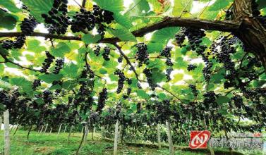 葡萄在什么地方是特产 中国哪个地方的葡萄出名