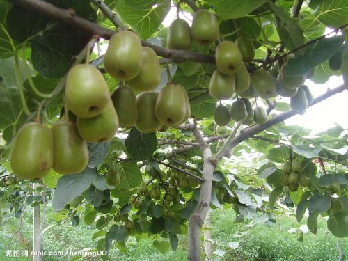 猕猴桃哪个国家的特产 国内哪里产的猕猴桃好吃