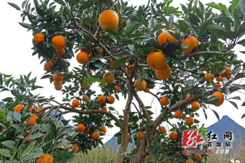 湖南邵阳新宁特产脐橙介绍 新宁脐橙主要在哪几个镇