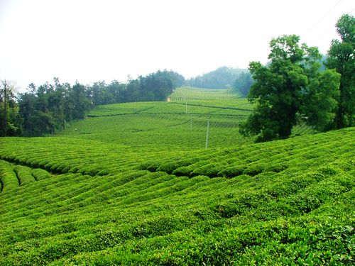 云南除了茶叶以外还有些什么特产 云南最值得买的16种土特产