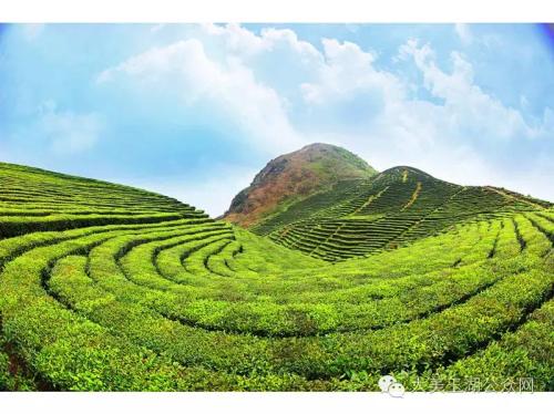 青岛特产崂山绿茶怎么挑 青岛崂山绿茶和崂山绿茶哪个好喝