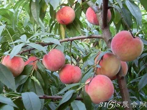 蜜桃之乡特产图片 中国最美水蜜桃之乡