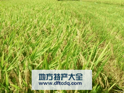 广东有哪些特产大米 广东的大米从哪里来