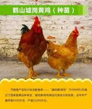 湘黄鸡是哪里特产 山黄鸡是哪里的菜