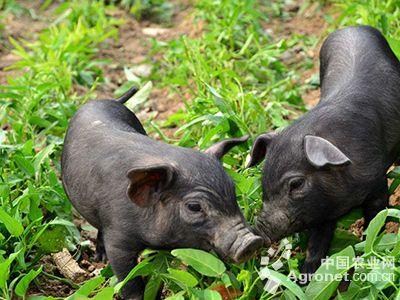 江西十大特产猪 江西最好吃的五种猪