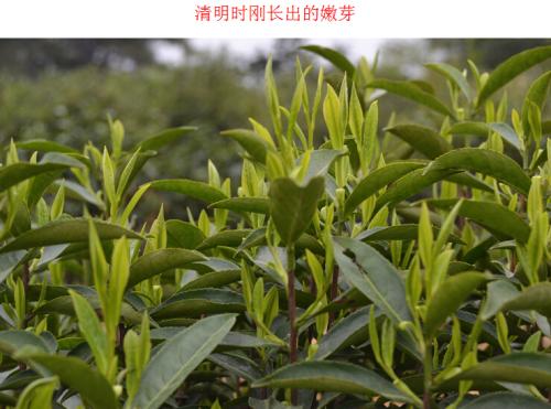 贵州威宁特产茶叶在哪里买的 贵州三都县茶叶特点
