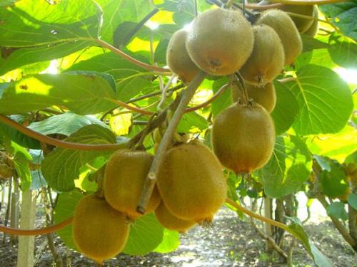 陕西特产猕猴桃哪个品种好 陕西哪里的猕猴桃最出名