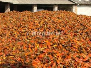 广西柳州特产水果是什么名字 广西柳州什么特产最出名的