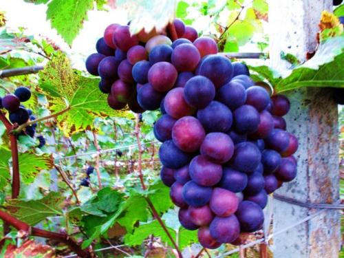 葡萄是哪个少数民族的特产之一 哪里的土特产是葡萄