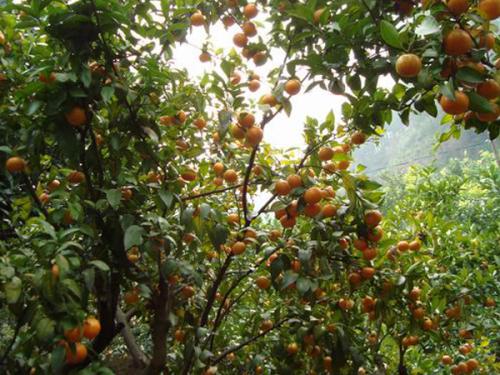 贵州特产砂糖橘 砂糖橘是中国特产吗