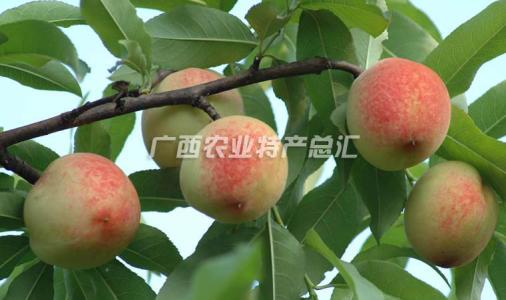 北京特产平谷桃子 平谷哪个山头的桃子最好吃
