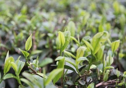 广东有什么特产绿茶 广州特产茶叶有哪些种类