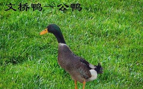 广西土特产鸭 广西最受欢迎菜鸭
