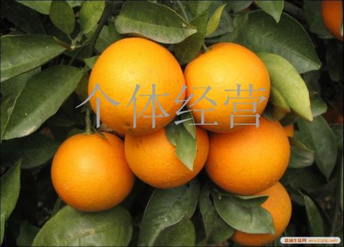 桂林夏橙的特产 果冻橙广西哪里的最好吃