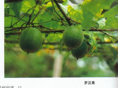 广西桂林特产水果罗汉果怎么吃 桂林土特产罗汉果多少钱一斤