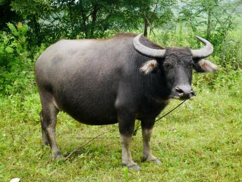 东流水牛是哪里的特产 广东水牛属于什么资源