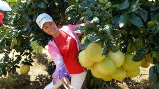 儋州最有名的特产是什么水果 儋州最有名的水果