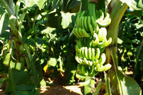 香蕉特产在海南哪里卖 香蕉在海南哪里买最便宜