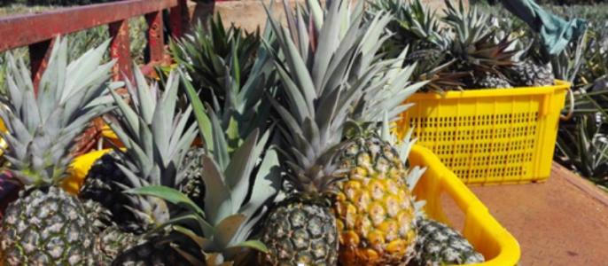 河口县特产菠萝 分享家乡的特产菠萝